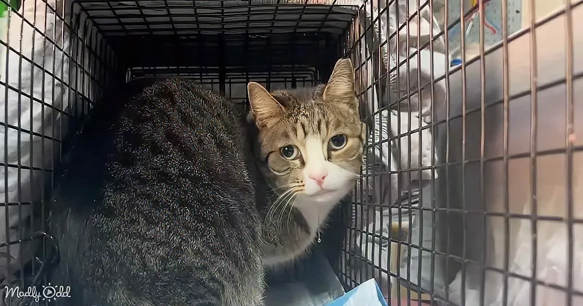 A tabby cat with a white face sits inside a black wire cage, looking directly at the camera.