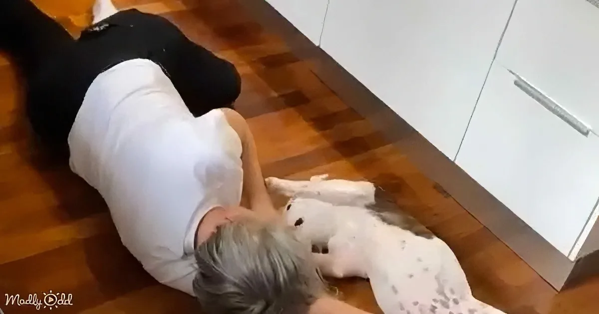 A person in white pants and black top is lying on a wooden floor, holding a white dog with black spots.