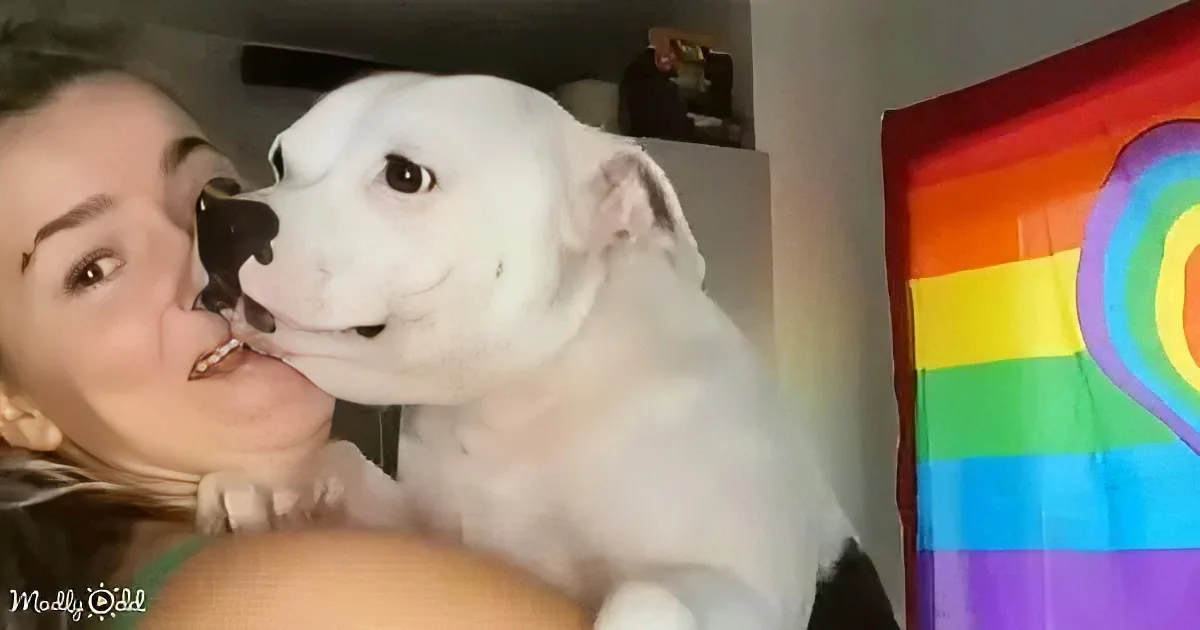 A white dog is being held and kissed by a person, with a rainbow flag in the background.