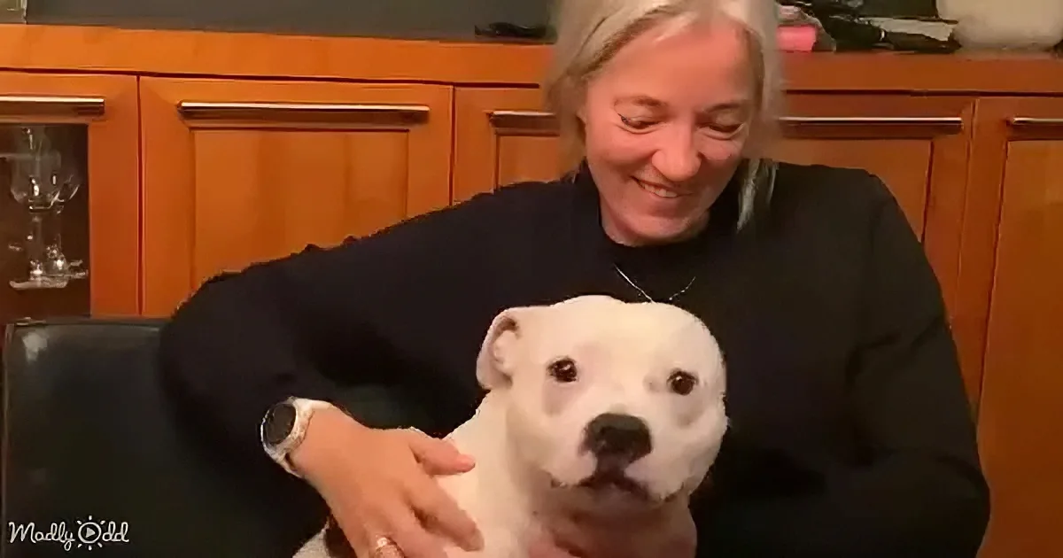 A woman in black holds a white dog with a black nose, both smiling.