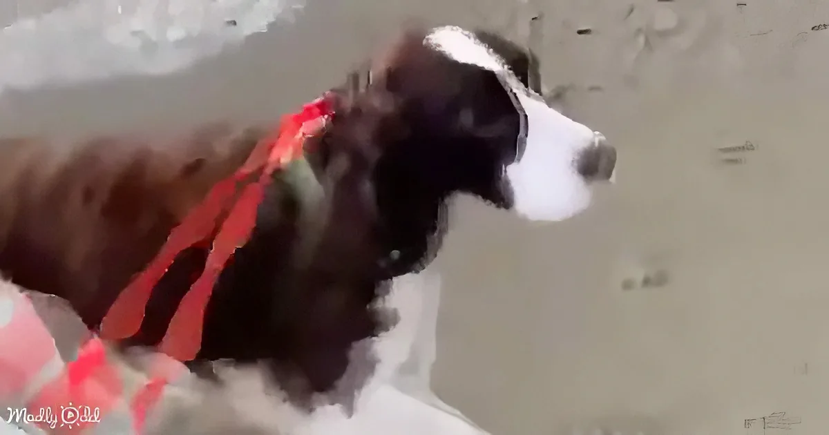 A black and white dog wearing a red ribbon stands on a snowy surface.