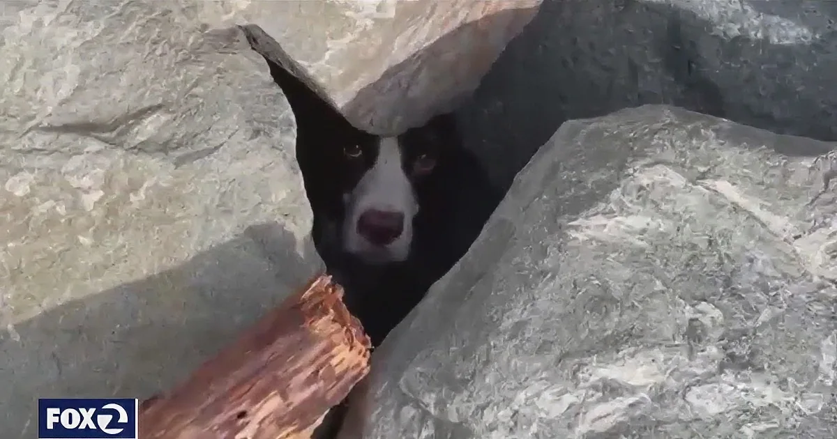 A dog peers out from a rocky crevice, holding a piece of wood in its mouth.