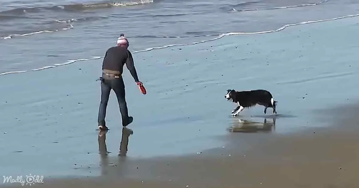 A man in a wetsuit and beanie plays fetch with a black and white dog on a wet beach.