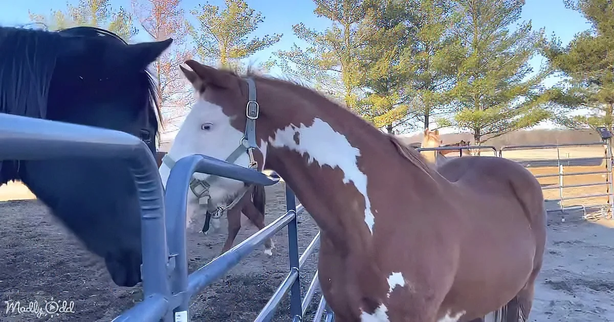 A brown and white horse stands near a metal fence, interacting with another horse behind it.