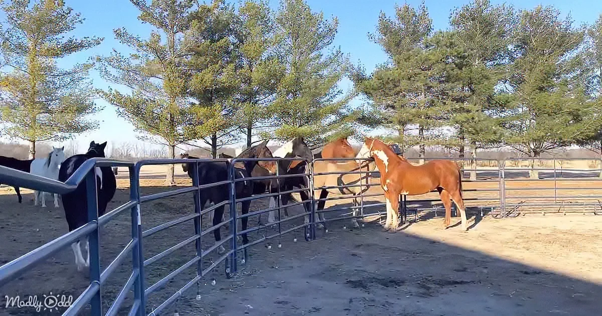 Horses in a fenced enclosure, some with white markings, under a clear blue sky with trees in the background.