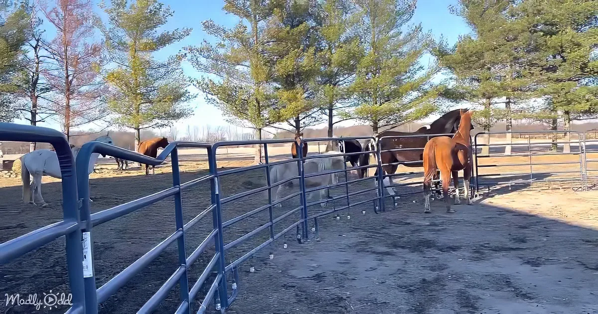 Horses in a fenced paddock with trees and a clear sky in the background.