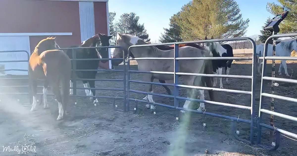 Horses stand in a fenced area with steam rising, near a barn and trees.