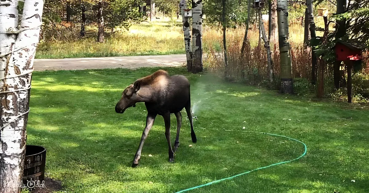 Adorable Baby Moose