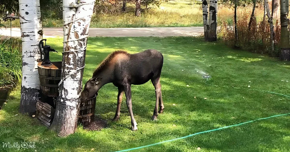 Adorable Baby Moose