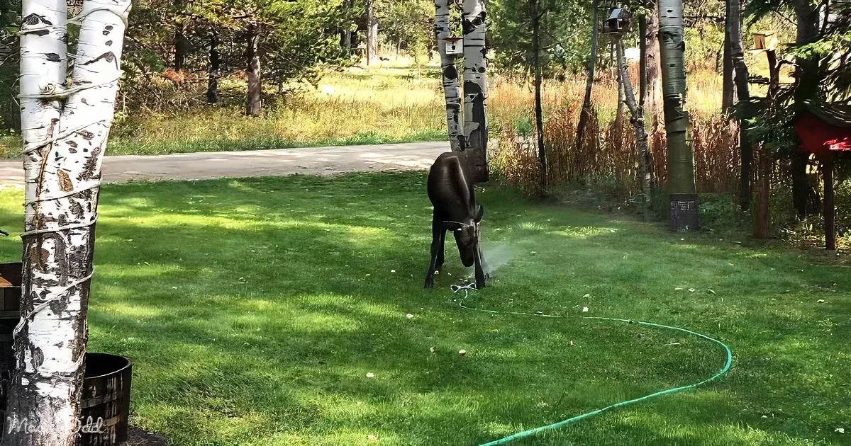 Adorable Baby Moose
