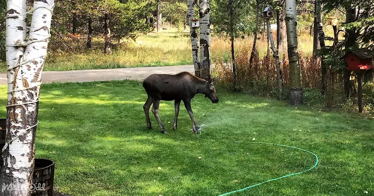 Adorable Baby Moose Hilariously Takes on Sprinkler Battle