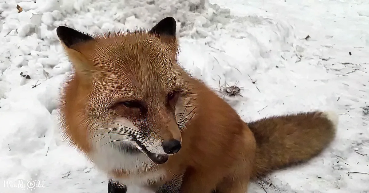 Fearless Alice Fox