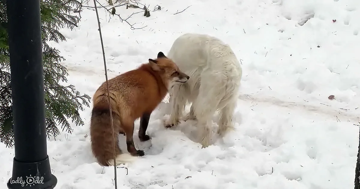 A fox and a white dog stand together in the snow, seemingly interacting.