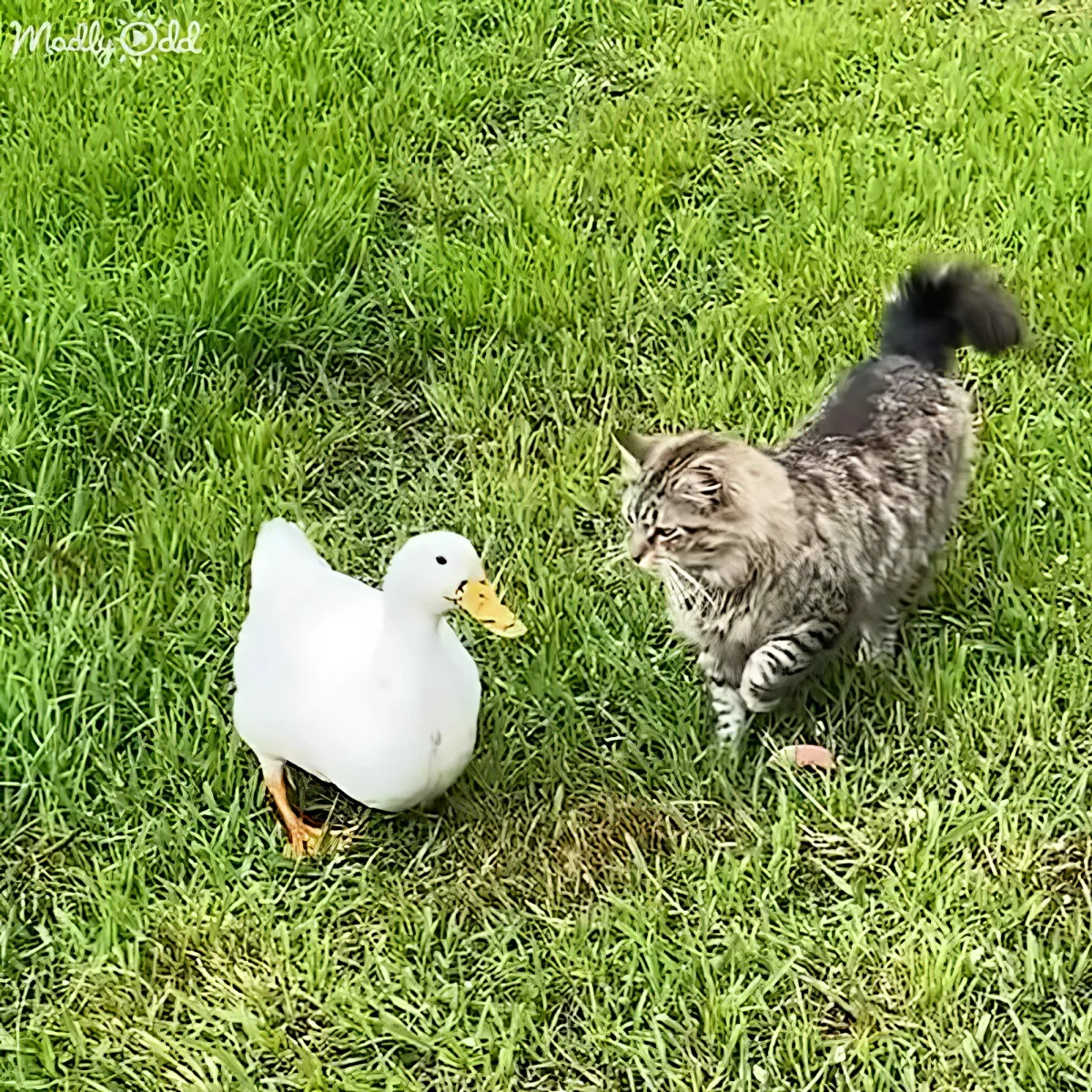 A cat stands on grass, facing a white duck with a yellow beak, both appear curious.