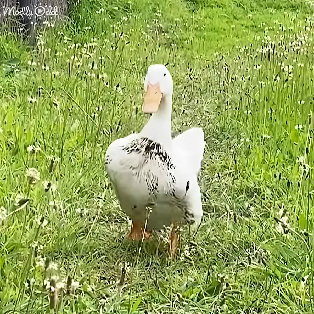 A white duck with a pink beak and black spots stands in a grassy field with small white flowers.