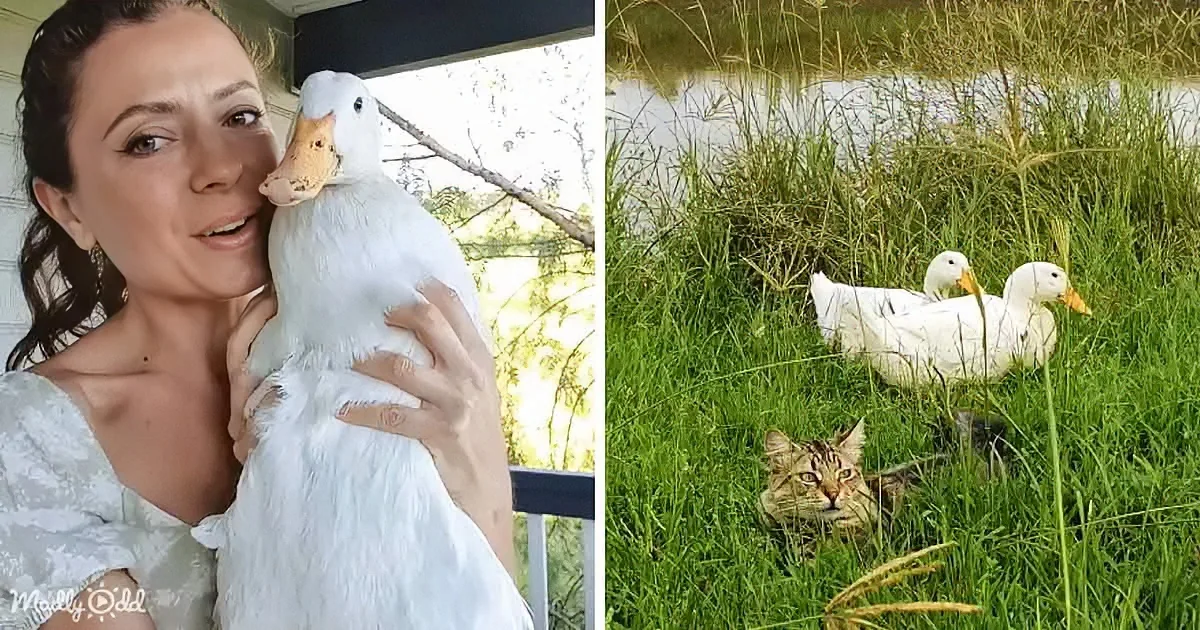 Kindhearted Woman Restores Hope for Unlucky Duck