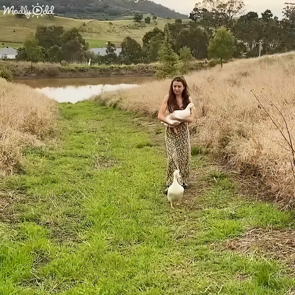 A woman walks along a grassy path holding a duck, with another duck following her.