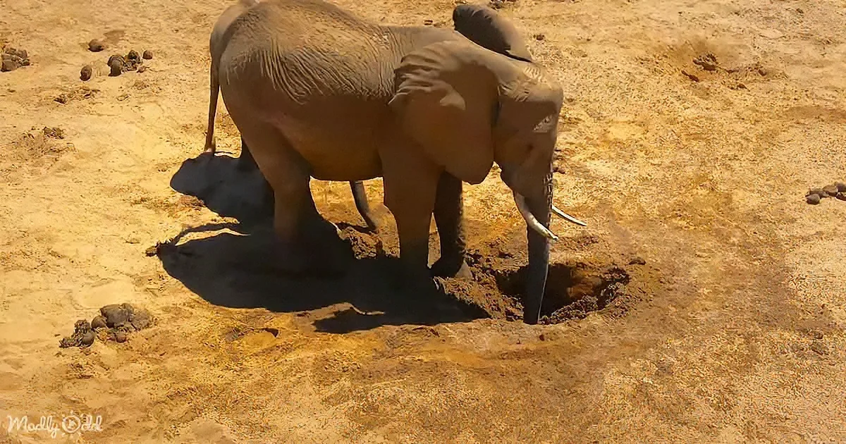 An elephant stands in a dry, sandy area, using its trunk to dig into the ground.