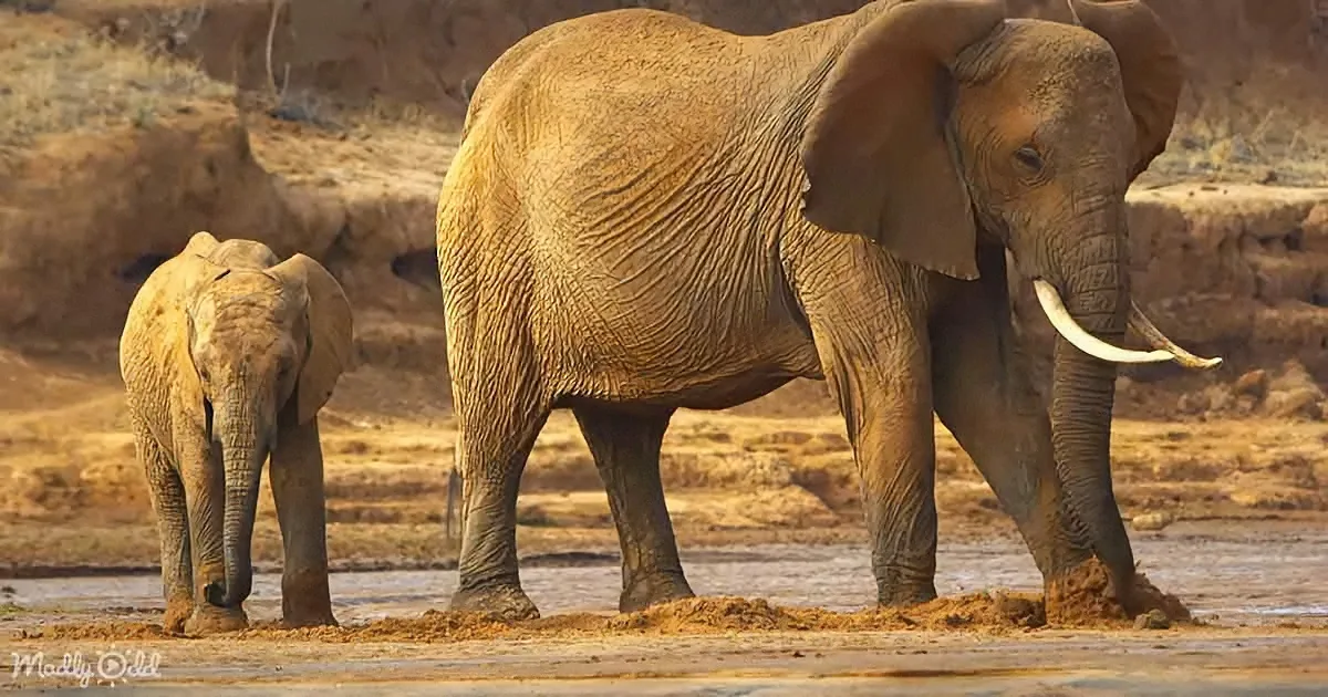 Ingenious Elephants Dig Life-Saving Wells for Water