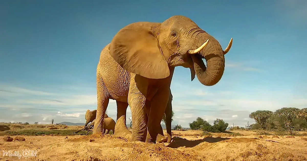 A large elephant stands on sandy ground, its trunk raised, with a clear blue sky and distant trees in the background.