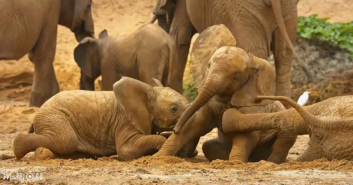 A playful baby elephant rolls on the ground while another elephant nuzzles it, surrounded by adults.