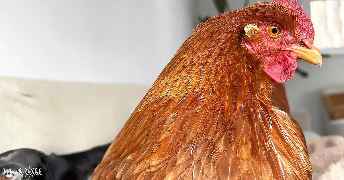 A close-up of a brown chicken with a red comb and wattle, looking to the right.