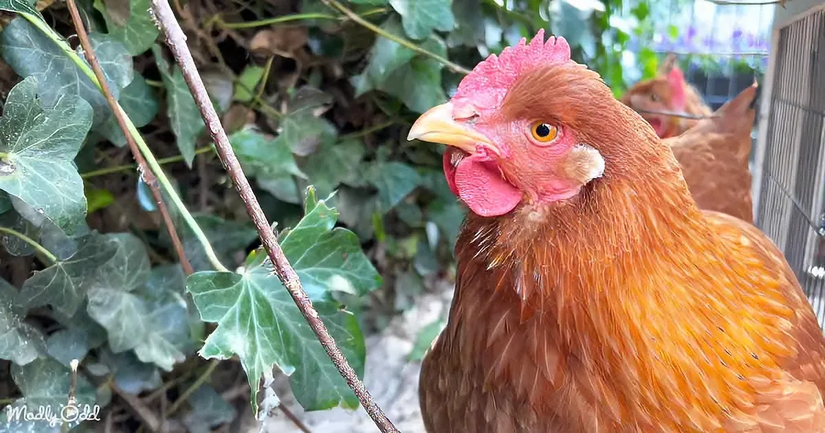 A close-up of a brown chicken with a red comb and wattle, surrounded by green ivy.