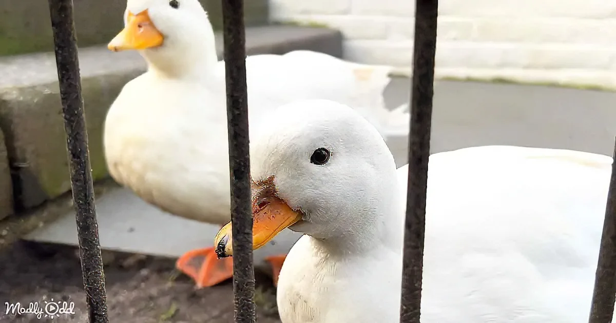 A white duck with a yellow beak is behind a metal fence, looking at the camera.