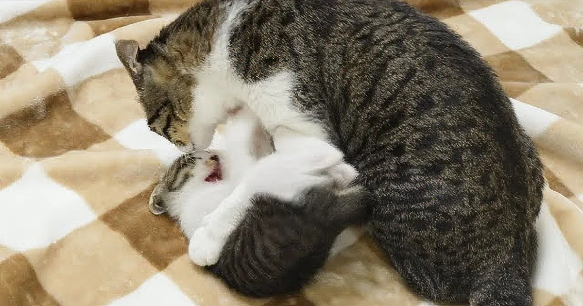 Unlikely Love: Big Cat Shows Affection to Rescued Kitten