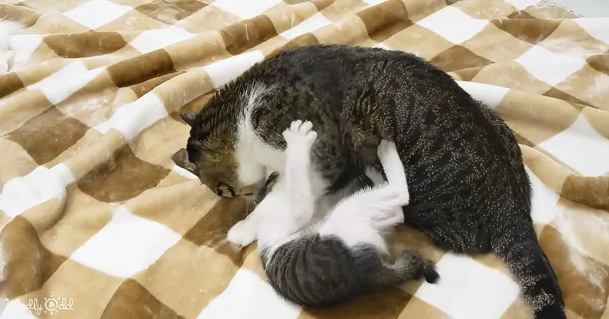A gray and white cat is lying on its back on a checkered blanket, appearing relaxed.