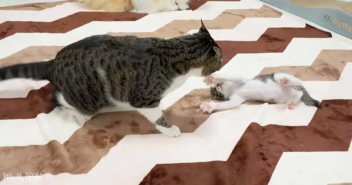 A tabby cat is playfully interacting with a white kitten on a patterned blanket.