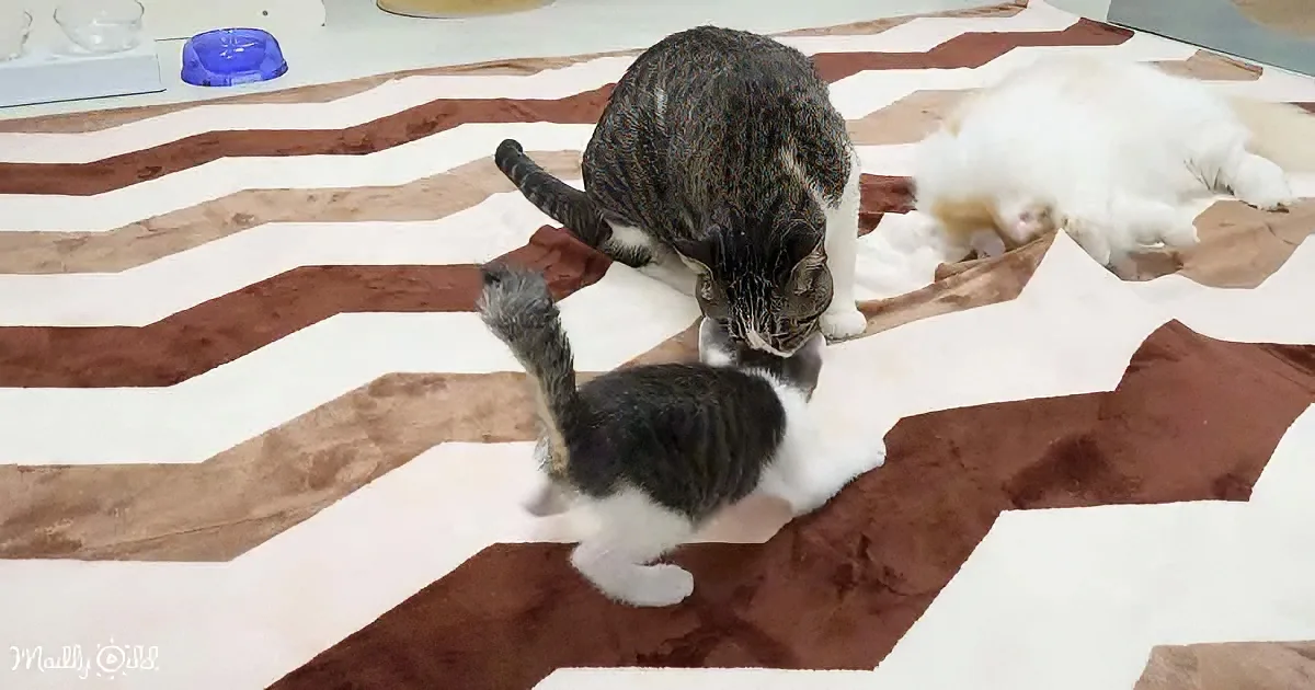 Two cats playfully interact on a brown and white striped rug, one gray and white, the other white with gray patches.