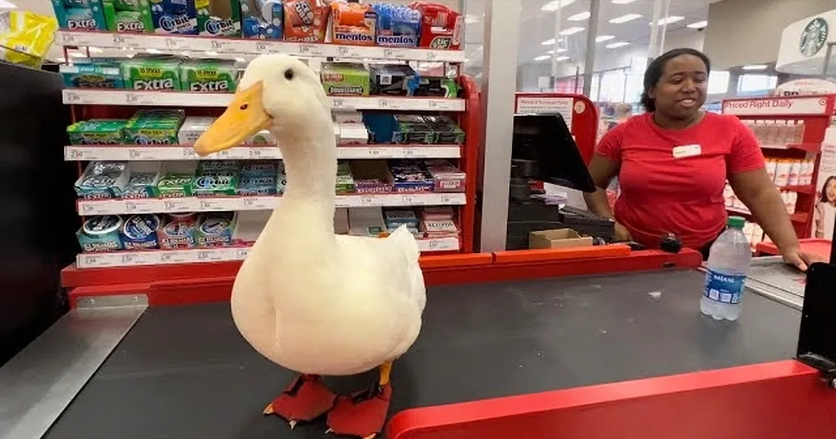 You Won't Believe What Happened When I Took My Duck to Target