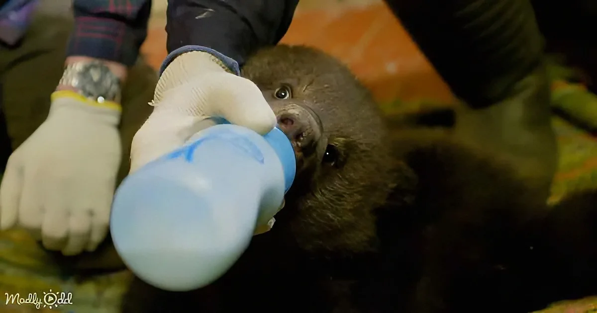 A baby otter is being bottle-fed by a person wearing gloves.