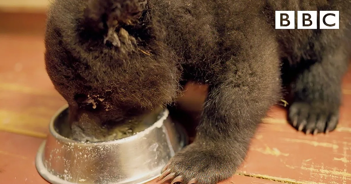 A bear cub is eating from a metal bowl on a wooden floor.