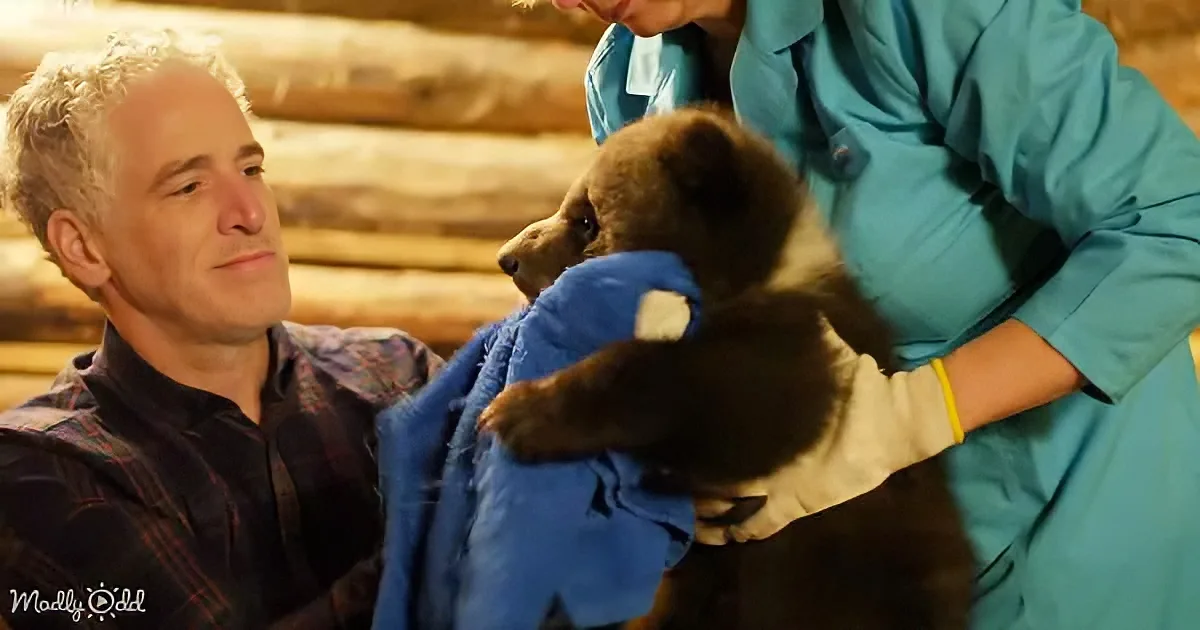 A man watches as a person in blue handles a small brown bear cub wrapped in a blue blanket.