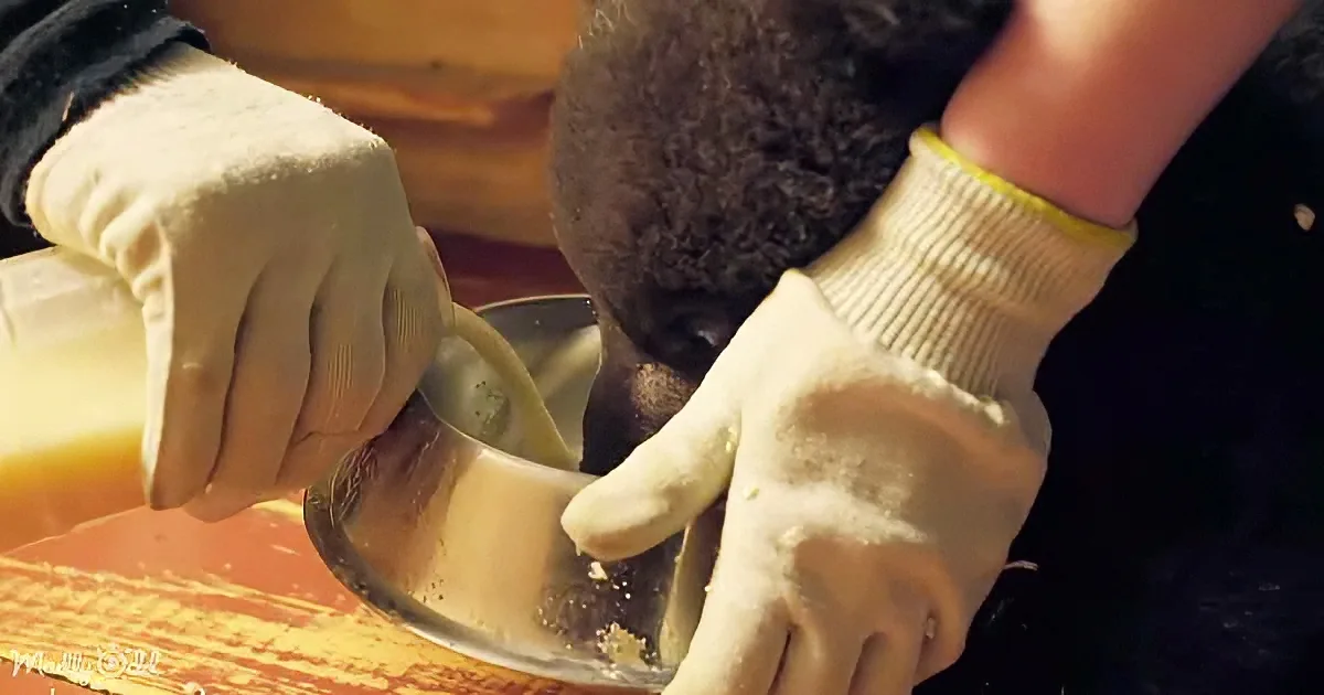 A person wearing gloves feeds a koala from a bowl, with the animal's head inside the bowl.