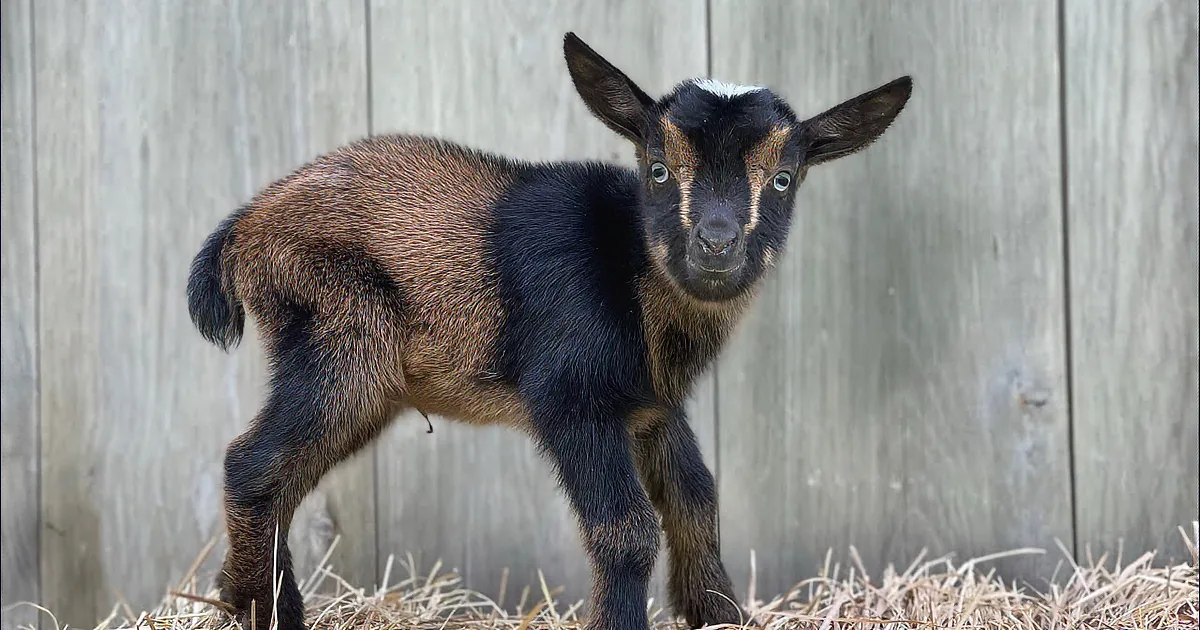 Get Ready for a Lift: Hilarious Goat Playtime!