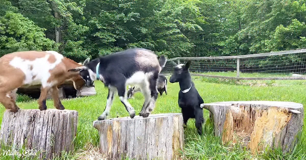 Goats play on tree stumps in a grassy field with a forested background.