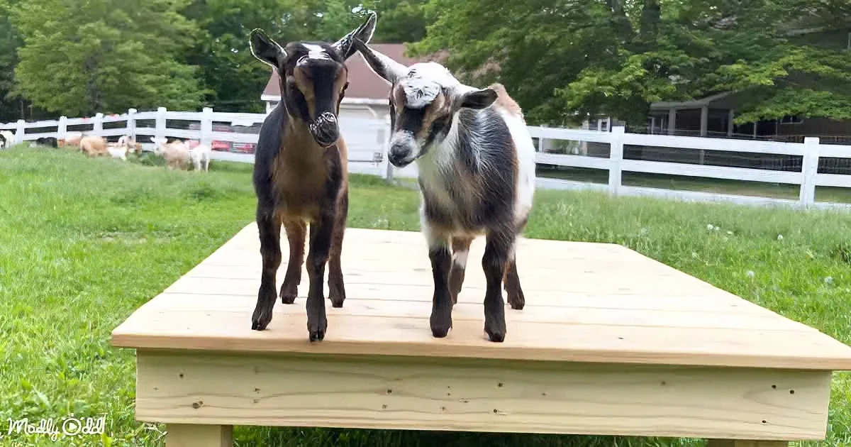 Two goats stand on a wooden platform in a grassy field with a white fence and trees in the background.