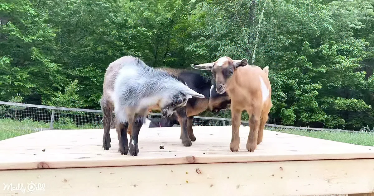 Two goats stand on a wooden platform, one gray and white, the other brown, in a lush green forest setting.