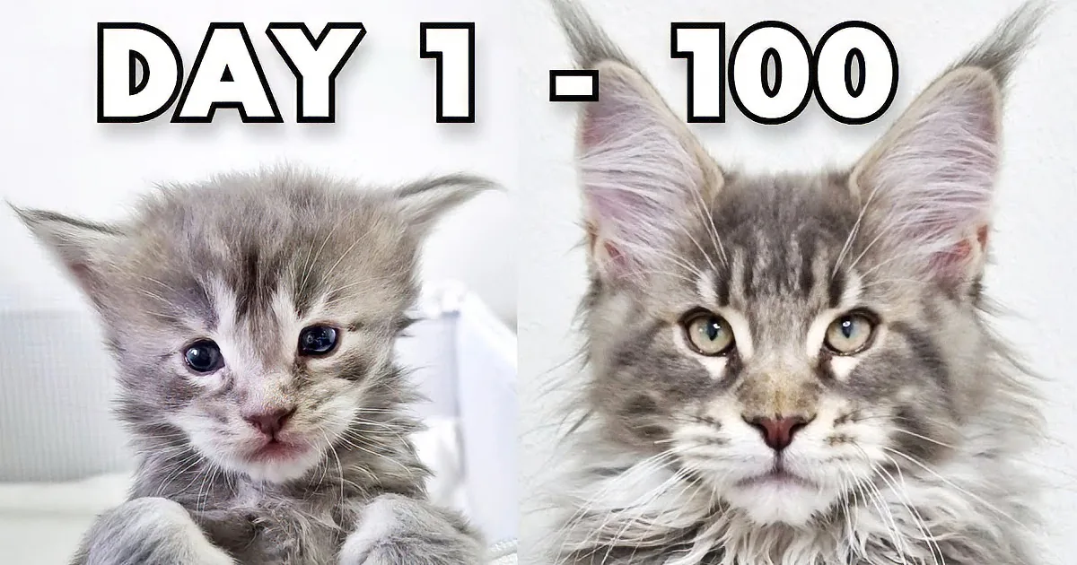 First 100 Days of Maine Coon Kittens' Lives - Watch Them Grow