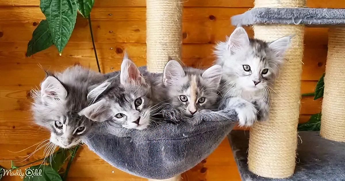 Four fluffy kittens in a hammock on a cat tree, looking up with curious expressions.