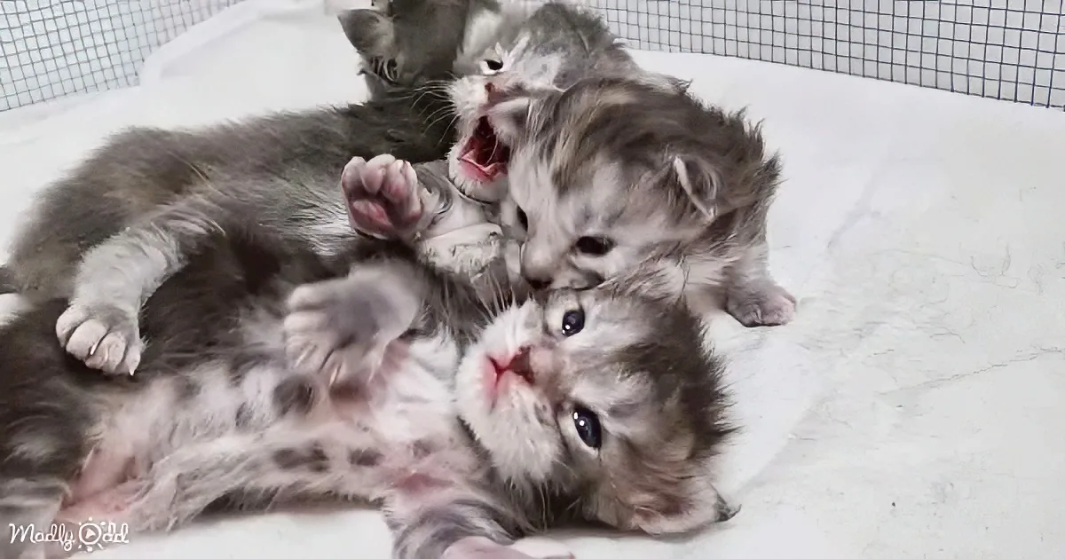 Four playful kittens in a white enclosure, one yawning, others looking curious.
