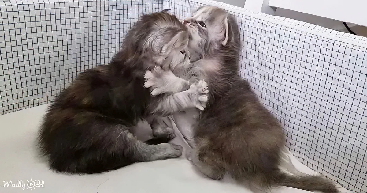 Two fluffy kittens playfully interact, one nuzzling the other's face, in a cozy setting.