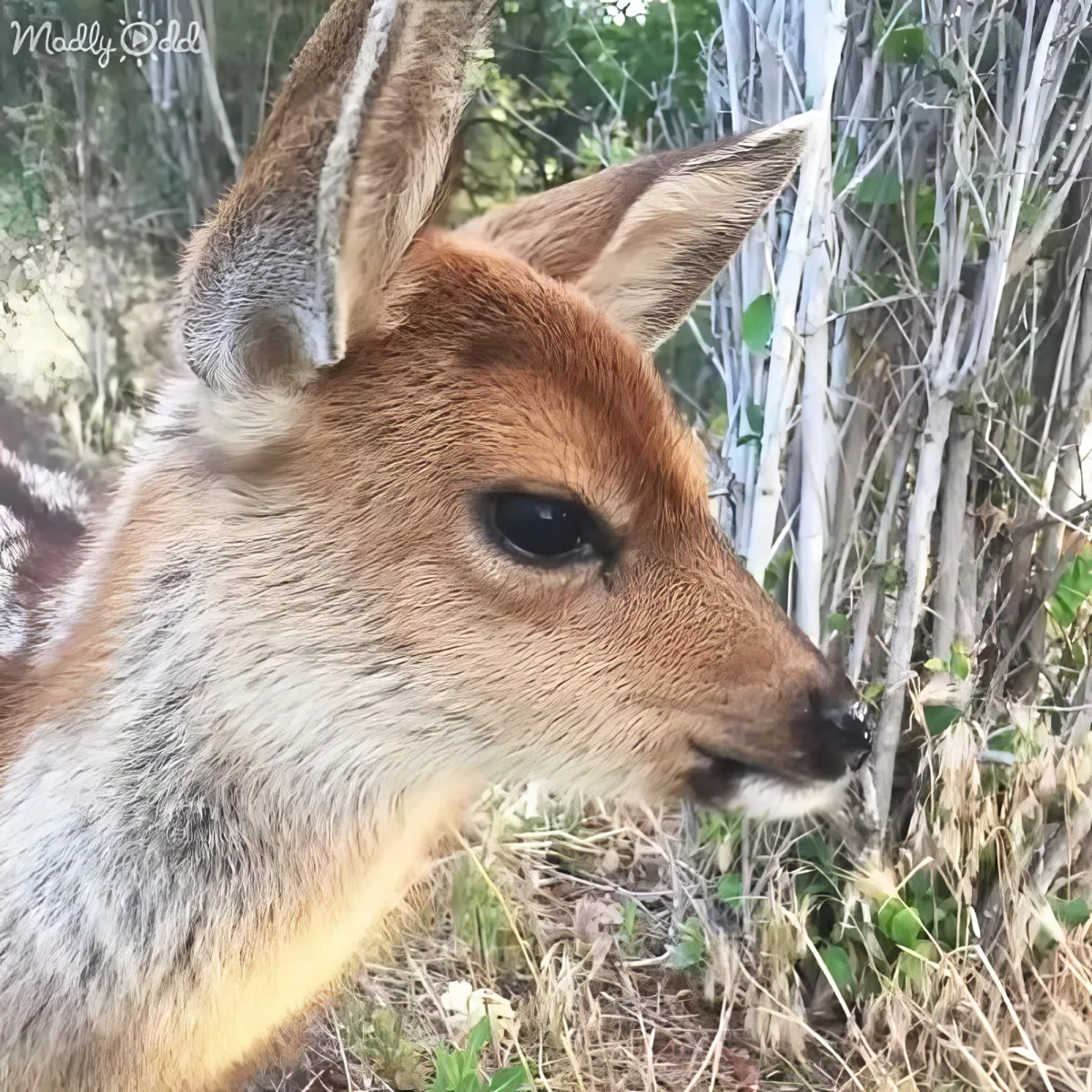 A close-up of a deer's face with large ears, brown fur, and a black eye, set against a backdrop of dry grass and trees.
