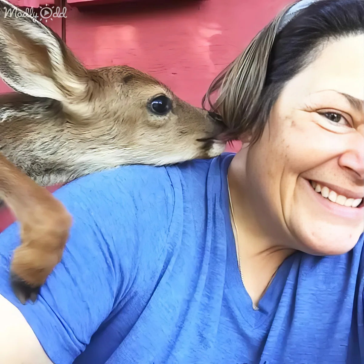 A woman in a blue shirt smiles as a baby deer nuzzles her cheek.