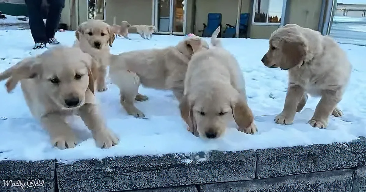 Five adorable golden retriever puppies playfully interact on a snowy ledge.