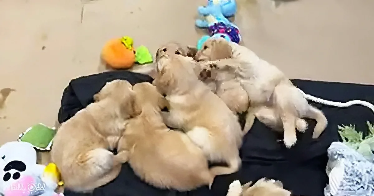 Five adorable puppies cuddling together on a black blanket with colorful toys around.
