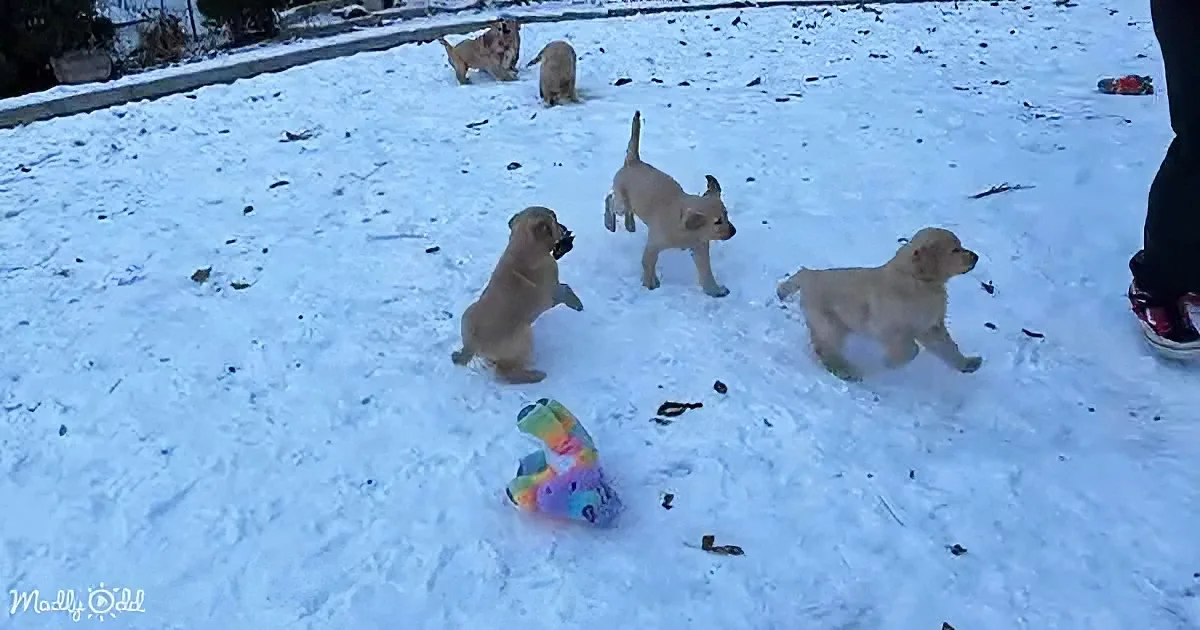 Four playful puppies in snow追逐着彩色玩具，背景中还有其他小狗。